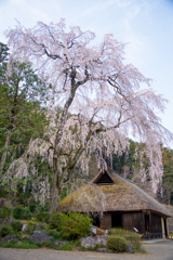 古民家と枝垂れ桜