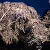 夜桜