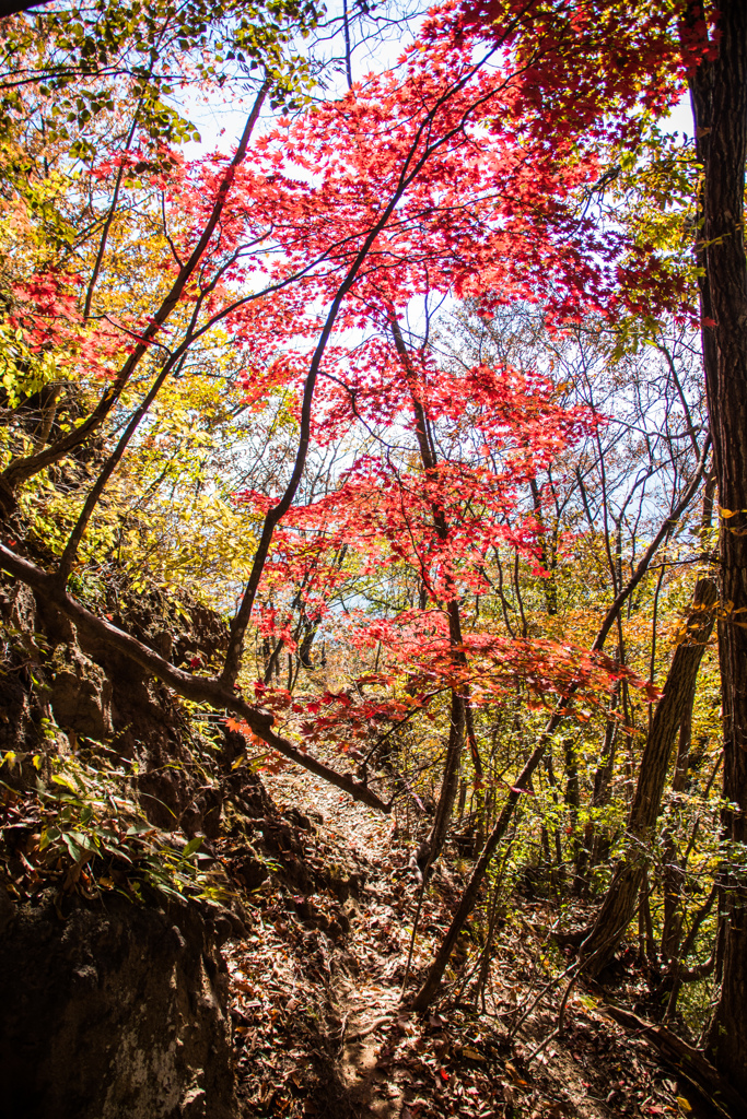 陽に照らされて紅