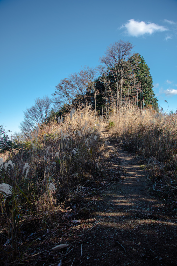 晩秋の尾根道