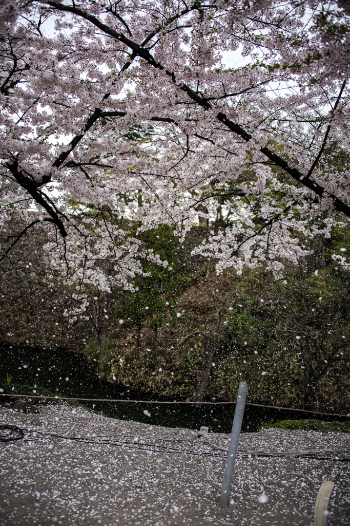 桜吹雪Ⅱ