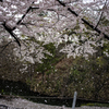 桜吹雪Ⅱ