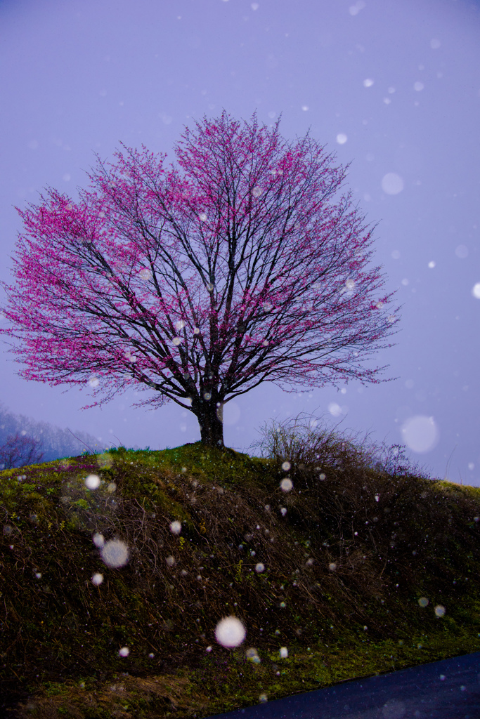 淡雪が落ちる中