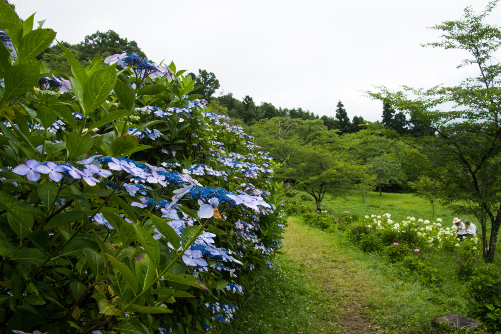 お花見