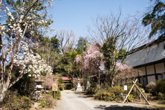 春の竹寺