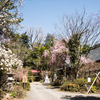 春の竹寺