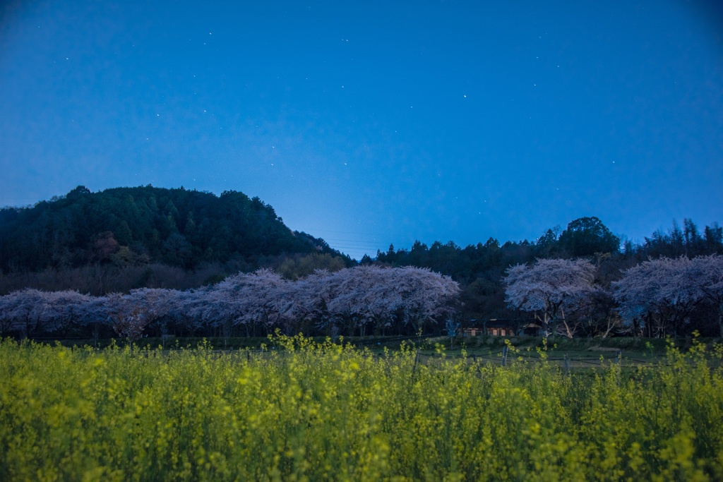 星空の下の春