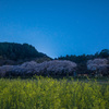 星空の下の春