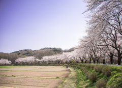 桜の堤道