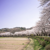 桜の堤道