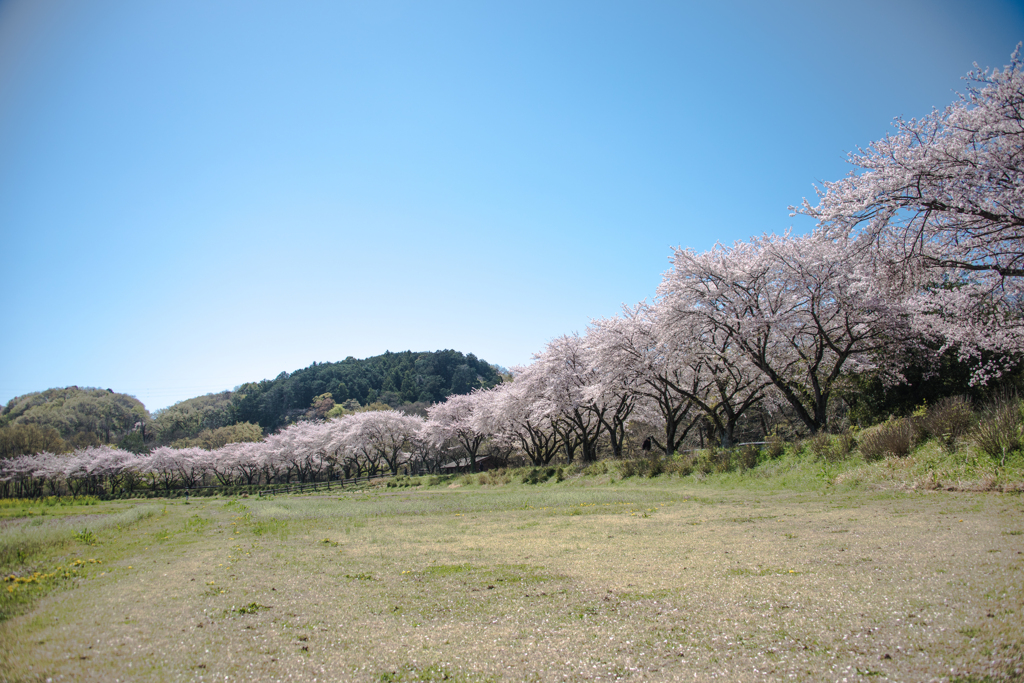 桜堤の続く