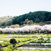 春の野山
