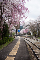 桜の咲くプラットホームⅡ