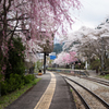 桜の咲くプラットホームⅡ