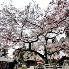 境内の桜