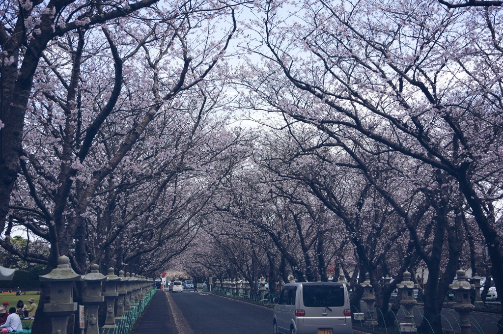 知覧の桜は満開！！