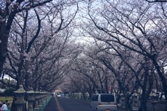 知覧の桜は満開！！