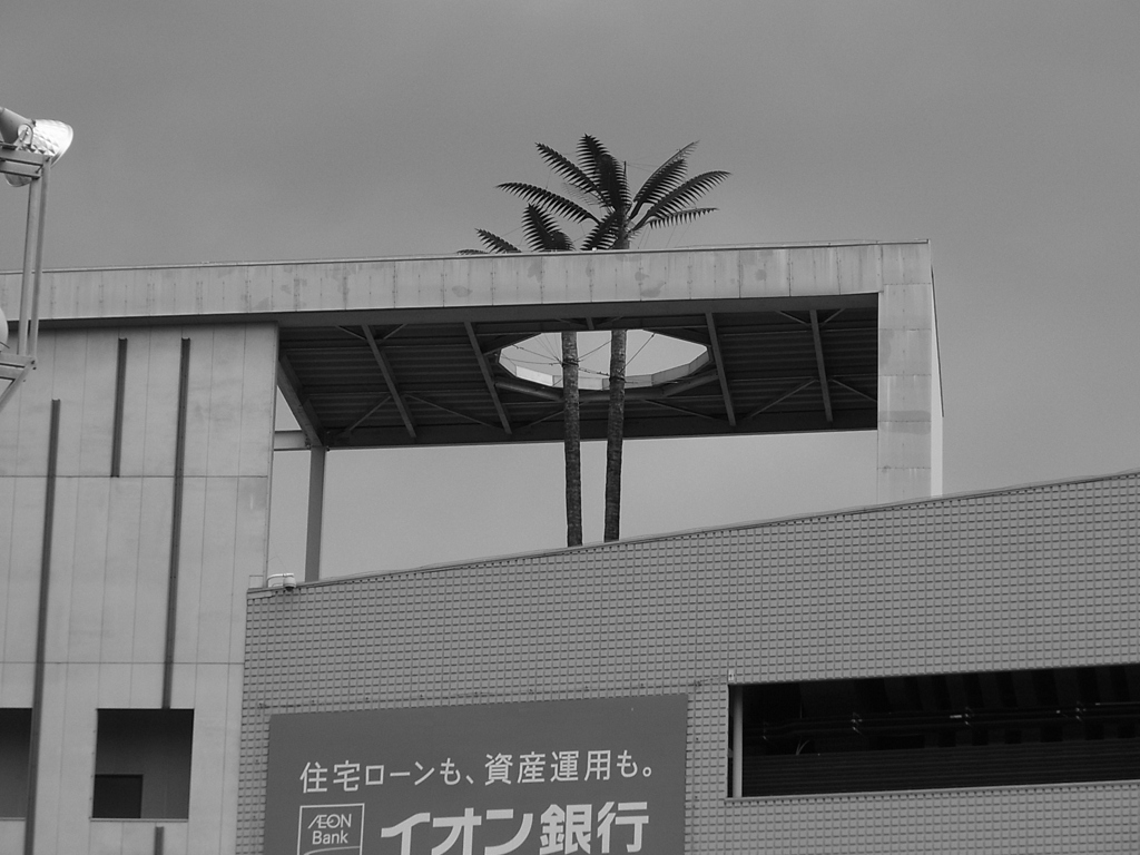 屋根を突き抜ける木