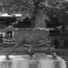 馬