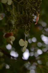 花？