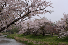 川辺の桜