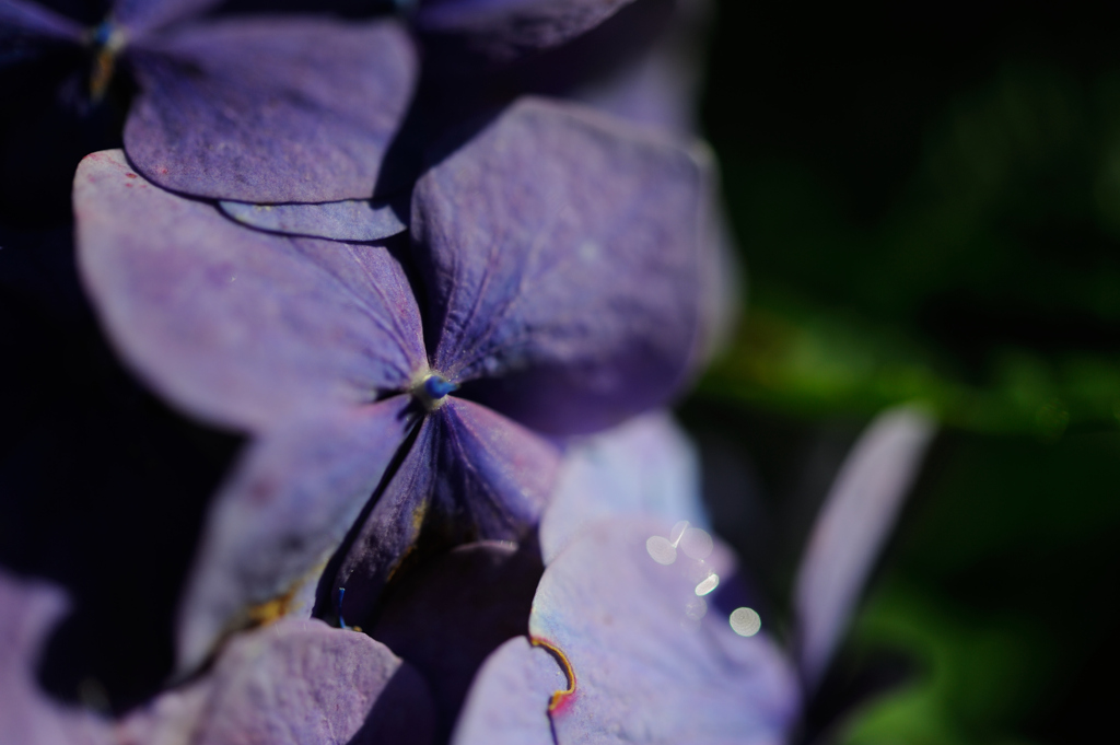 秋の紫陽花③