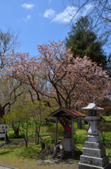 桜とお地蔵さん