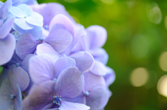 秋の紫陽花