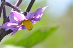 茄子の花