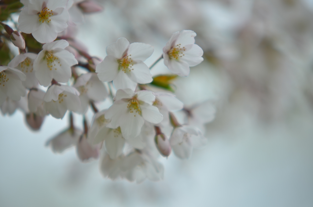 去年の桜