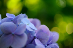秋の紫陽花②