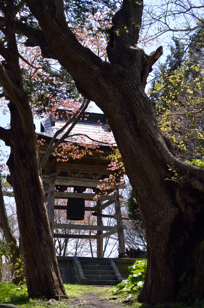 桜と鐘②