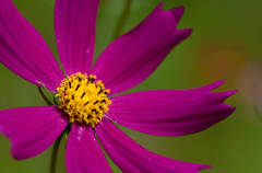 季節の花