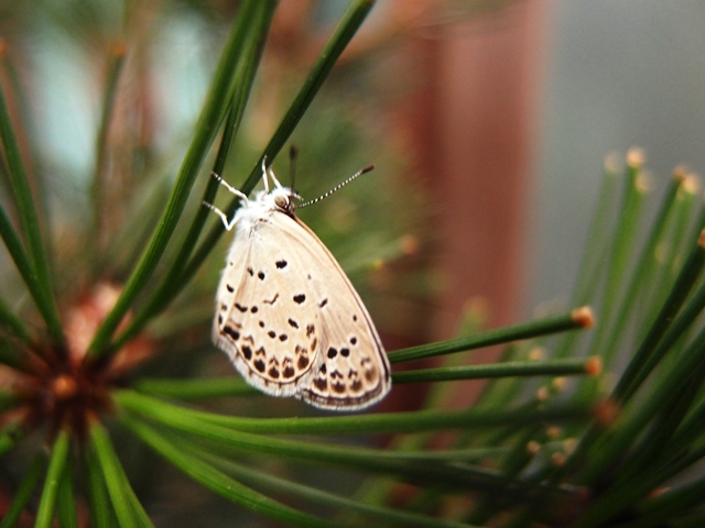 P9040042