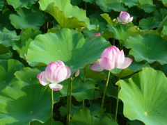RIMG0363