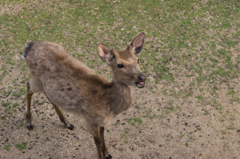 やあ！