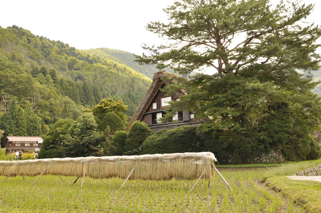 和田家