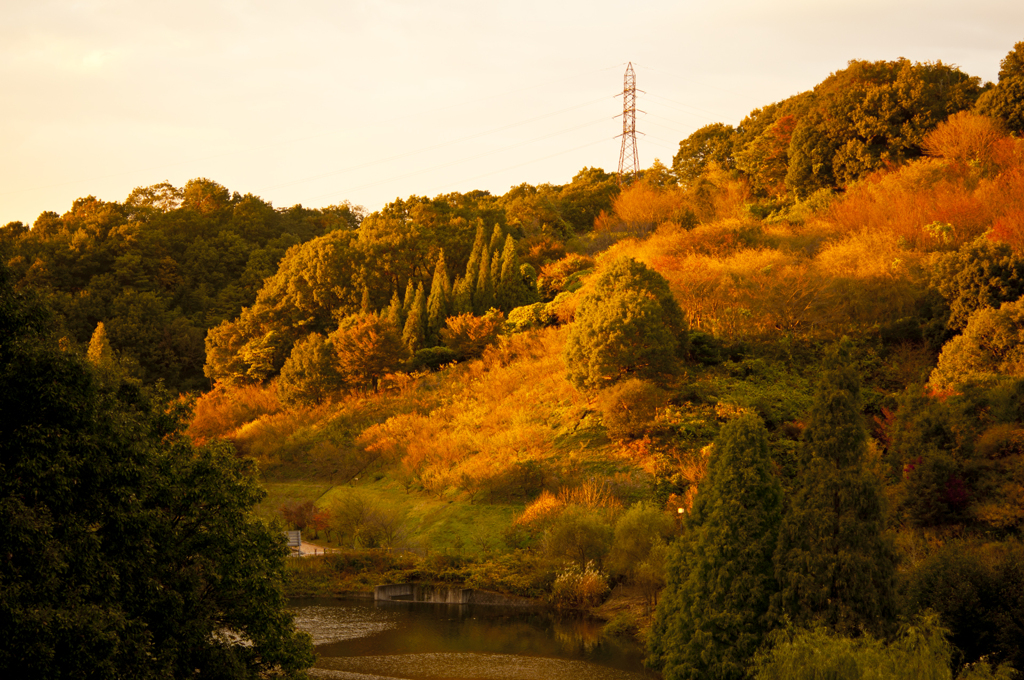 花フェスタ記念公園からの山景色