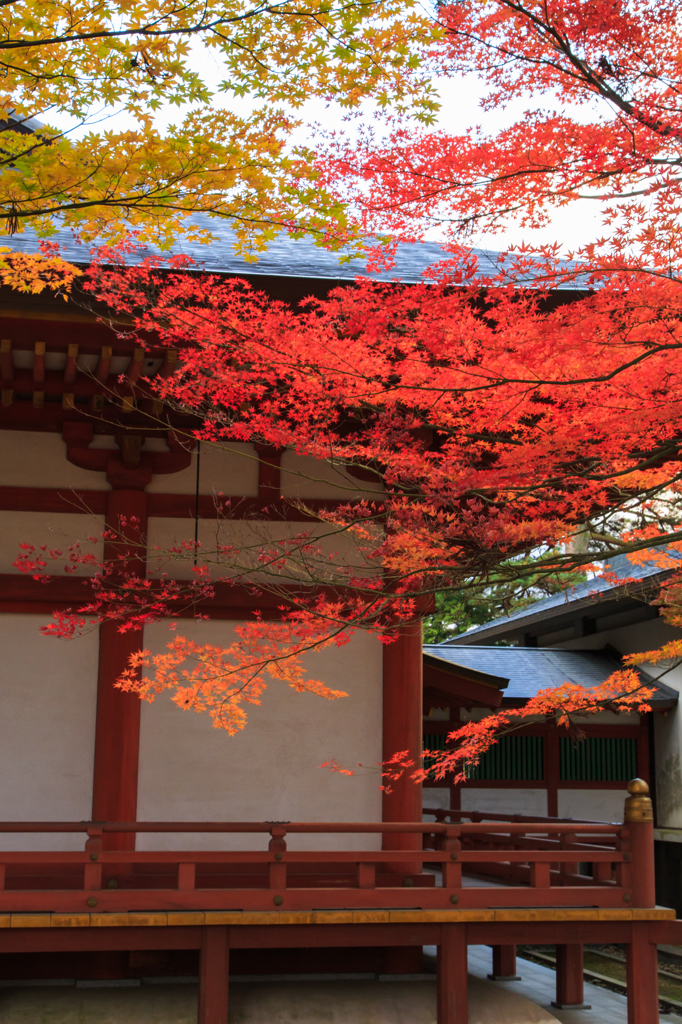 紅葉１