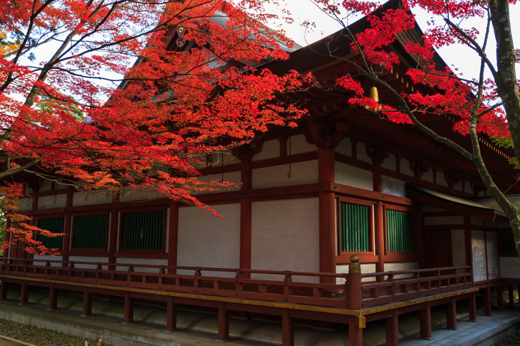 紅葉２