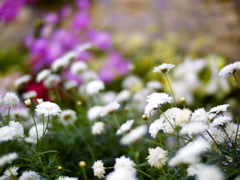 花花