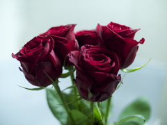 薔薇