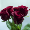 薔薇