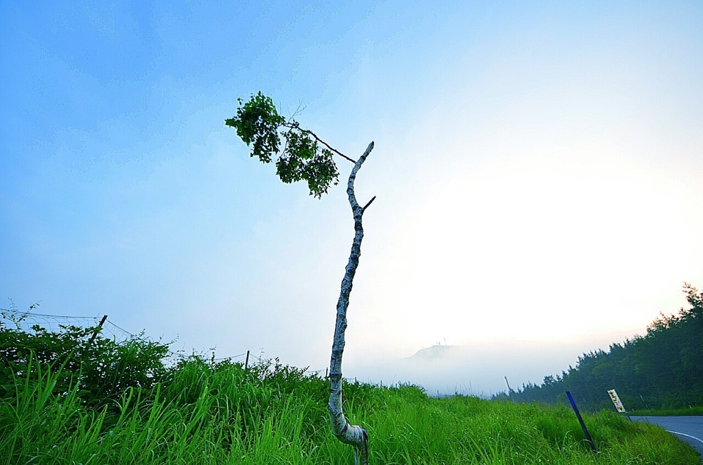 茶臼山高原の白樺