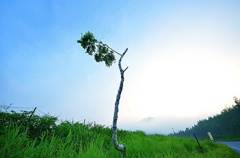 茶臼山高原の白樺