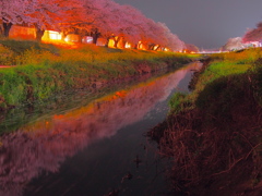 佐奈川夜桜