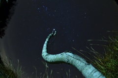 木星を指す白樺