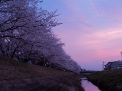 桜マジックアワー