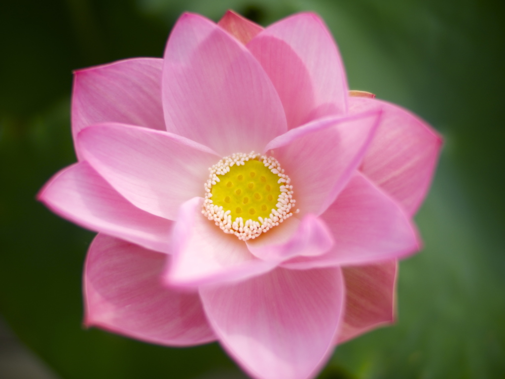 蓮の花