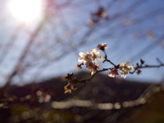秋に咲く桜